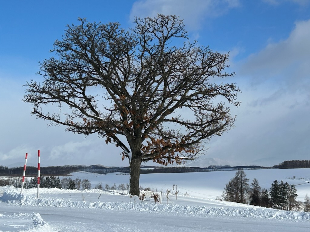 セブンスターの木