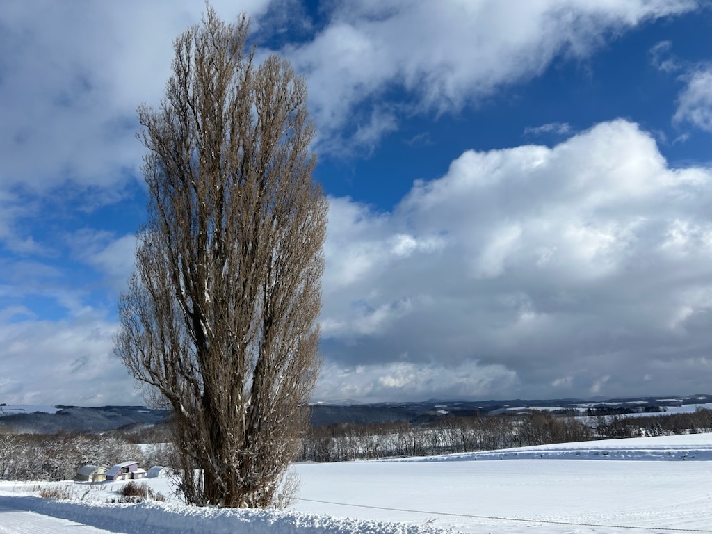 �P���ƃ����[�̖�