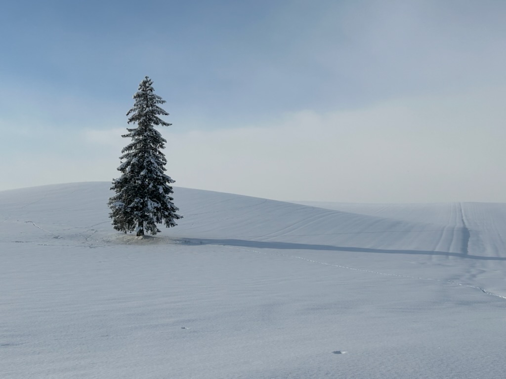 �N���X�}�X�c���[�̖�