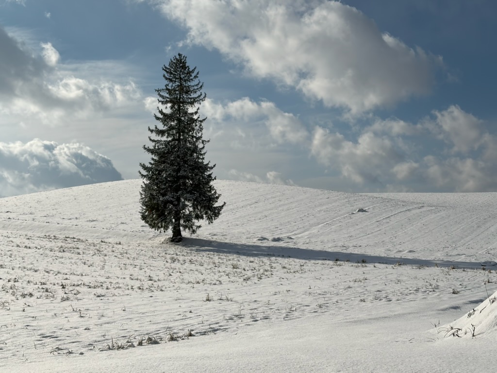 �N���X�}�X�c���[�̖�