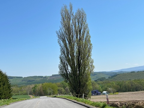 �P���ƃ����[�̖�