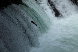 ������̑�