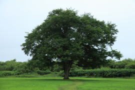 �n���j���̖�