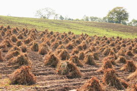 �H�̕������E���j�I