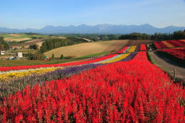 �H�̎l�G�ʂ̋u�̉Ԕ�