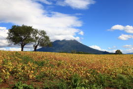 �T�N�����{�̖؂Ɨr���R