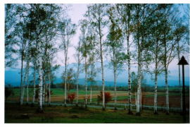 ���A���K�X�q��