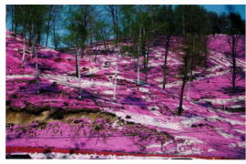 �����Վō������̎ŃU�N��