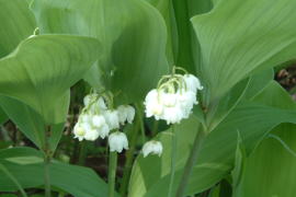 ����萶�������Q���n