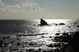 �V�[�T�C�h���[�g�̊C�ݐ��̕��i