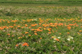 �G�]�J���]�E�ƃG�]�X�J�V����