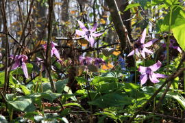 �J�^�N���̉�