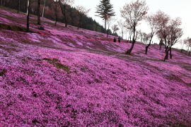 ���ō�����