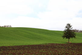 �����u�̈�{�̖�