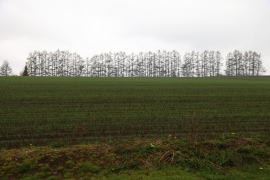 �}�C���h�Z�u���̋u�̏t���i