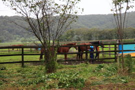 �T���u���b�h�̎��畗�i