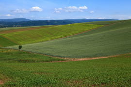 �p�b�`���[�N�̋u�E����