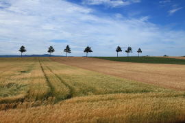 �����w���̋u�̕��i