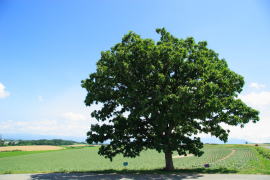 �ẴZ�u���X�^�[�̖�