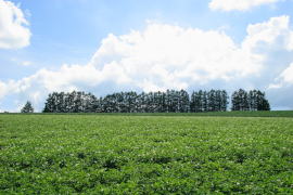 �}�C���h�Z�u���̋u