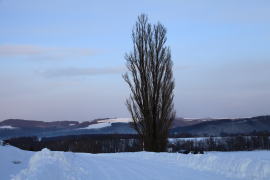 �~�̃P���ƃ����[�̖�