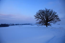 �Z�u���X�^�[�̖؁E�~