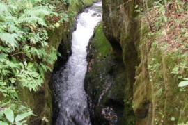 �M�O�K���[