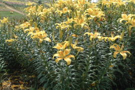 �����[�p�[�N�̃����̉�